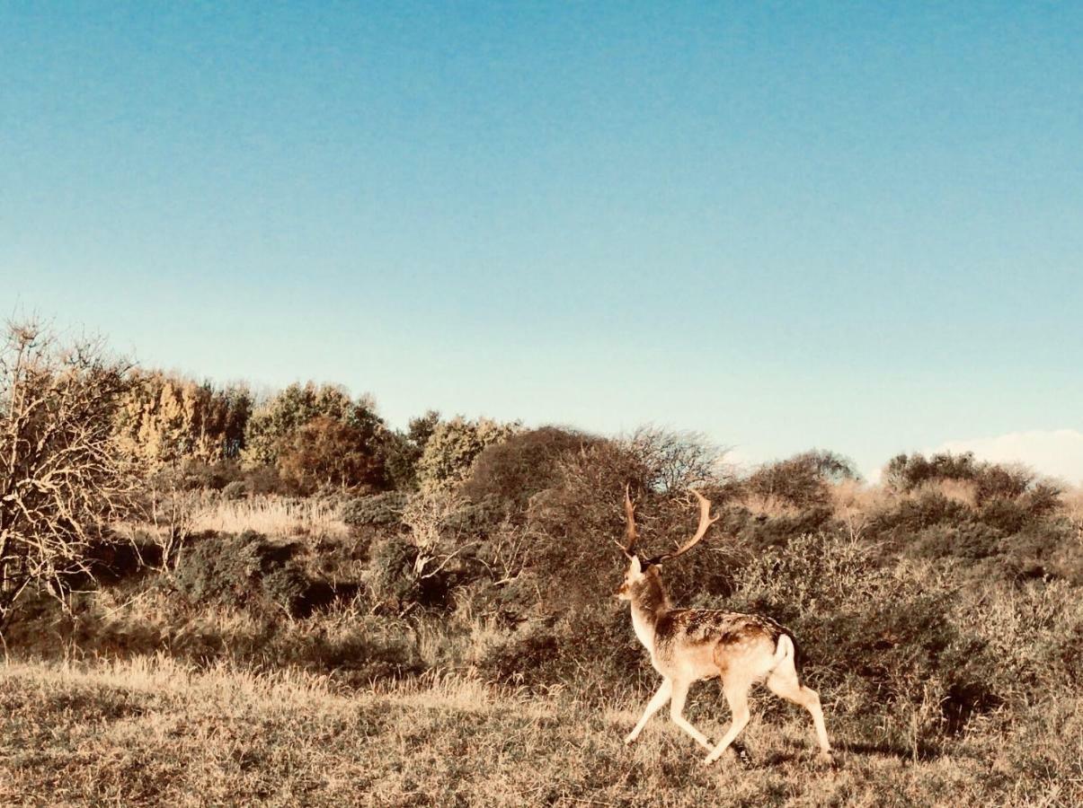 Apartmán Achter De Duinen Zandvoort Exteriér fotografie